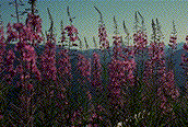 Fireweed, the most common telial host of Pucciniastrum epilobii - Click on the image to see a larger version