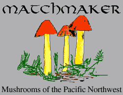Matchmaker : Gilled Mushrooms of the Pacific Northwest