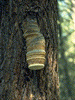 Fruiting body of F. officinalis on western larch - Click on the image to see a larger version