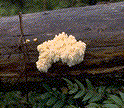 Coral-like fruiting bodies of Hericium abietis - Click on this image to see a larger version