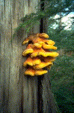Fruiting bodies of L. sulphureus - Click on this image to see a larger version