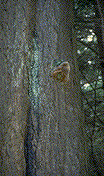 Fruiting bodies of Phellinus hartigii - Click on this image to see a larger version