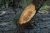 Fruiting bodies of Phellinus hartigii - Click on this image to see a larger version