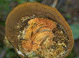 Decay caused by P. hartigii - Click on this image to see a larger version
