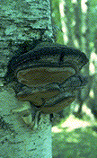 Phellinus igniarius on birch - Click on this image to see a larger version