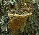 Phellinus pini fruiting bodies on pine - Click on this image to see a larger version