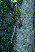 Phellinus pini fruiting bodies on western hemlock - Click on this image to see a larger version