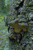 Phellinus pini fruiting bodies on Douglas-fir - Click on this image to see a larger version