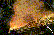 Incipient red stain in the heartwood of pine - Click on this image to see a larger version