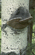 Fruiting bodies of Phellinus tremulae - Click on this image to see a larger version