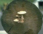 P. populnea fruiting body on a cut log - CLick on this image to see a larger version