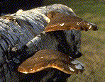 Older fruiting bodies on a fallen birch stem - Click on the image to see a larger version