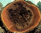 Brown cubical rot - Click on this image to see a larger version