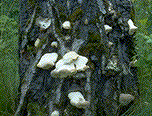 Fruiting bodies of S. delectans - Click on the image to see a larger version