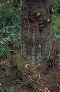 Resinosus on the lower stem of an Armillaria infected tree - Click to see a larger version of this image