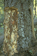 Armillaria mycelial fans beneath bark of lower stem - Click to see a larger version of this image