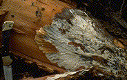 Armillaria mycelial fans beneath bark of lower stem - Click to see a larger version of this image