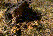 Armillaria fruiting bodies around a diseased Douglas-fir stump - Click to see a larger version of this image