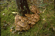 Fruiting bodies of Armillaria ostoyae associated with Douglas-fir - Click to see a larger version of this image