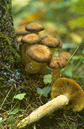 Fruiting bodies of Armillaria ostoyae - Click to see a larger version of this image