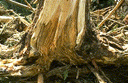 Butt rot in Engelmann spruce - Click to see a larger version of this image