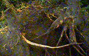 Transfer of A. ostoyae from a colonized stump to a living tree - Click to see a larger version of this image