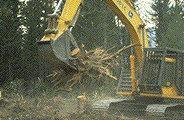 Stump removal to reduce Armillaria inoculum - Click to see a larger version of this image