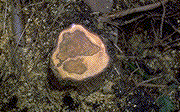 Incipient decay of H. annosum in western hemlock stump - Click to see a larger version of this image