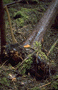 Windthrown western hemlock with annosus root rot - Click to see a larger version of this image