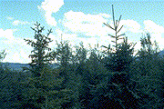 Healthy (right) and I. tomentosus-infected (left) spruce - Click to see a larger version of this image