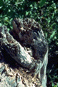 Honeycomb appearance of an infected root - Click to see a larger version of this image