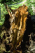 Honeycomb appearance of an infected root - Click to see a larger version of this image