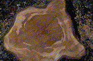 Decay evident in cross-sections of I. tomentosus-infected spruce stumps - Click to see a larger version of this image