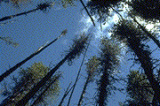 Crown thinning of infected lodgepole pine trees - Click to see a larger version of this image