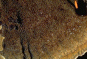 Pore surface of mature fruiting body - Click to see a larger version of this image