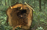 Advanced decay of Douglas-fir caused by P. schweinitzii - Click to see a larger version of this image