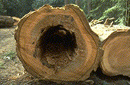 Advanced decay of Douglas-fir caused by P. schweinitzii - Click to see a larger version of this image