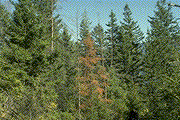 Dead and dying trees in a P. weirii disease center - Click to see a larger version of this image