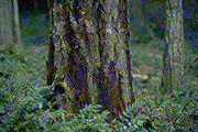 Bark stain on Douglas-fir - Click to see a larger version of this image
