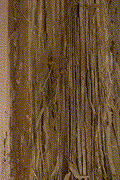 Laminated decay in western redcedar - Click to see a larger version of this image