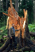 Stem breakage on western redcedar caused by P. weirii butt rot - Click to see a larger version of this image