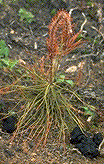 Seedling mortality and fruiting bodies of Rhizina undulata - Click to see a larger version of this image