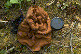 Gyromitra sp. - Click to see a larger version of this image