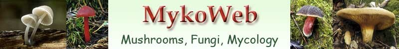 Mykoweb